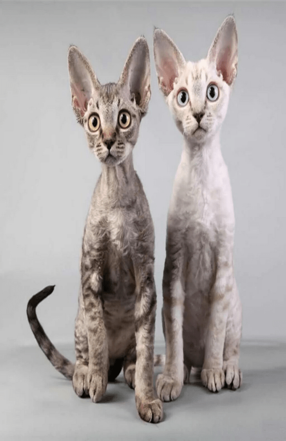 Devon Rex kittens(1)